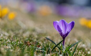 Free Gentle violet saffron crocus and yellow flowers growing on grassy hill slope on sunny day Stock Photo